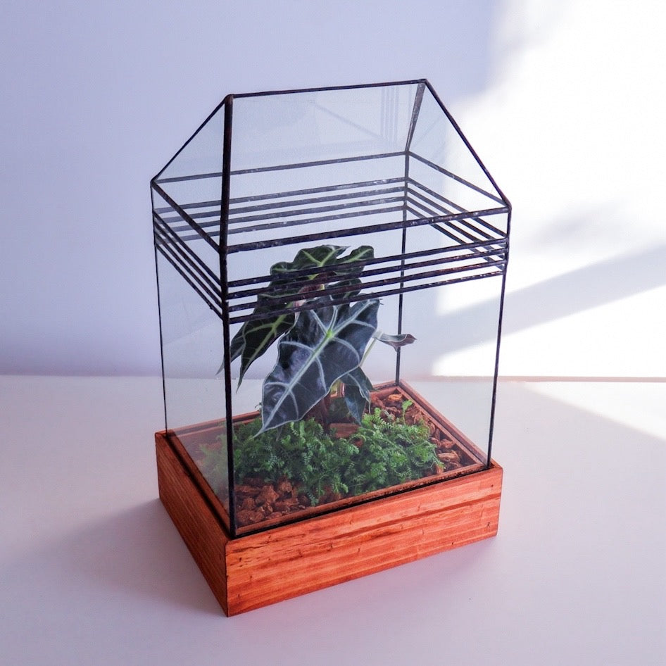 A modern glass terrarium with a wood base and green plants.
