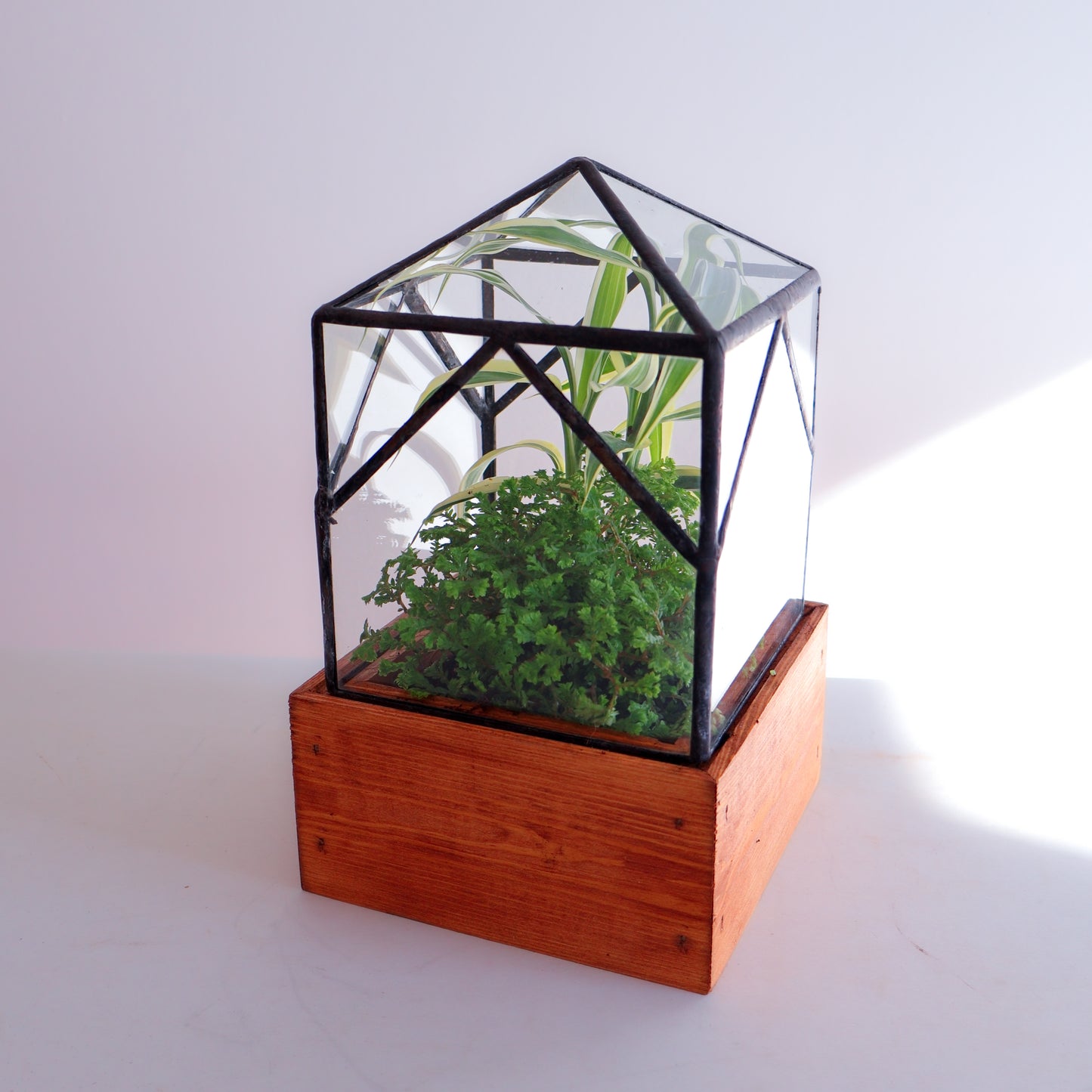 A terrarium planted with gorgeous green plants.