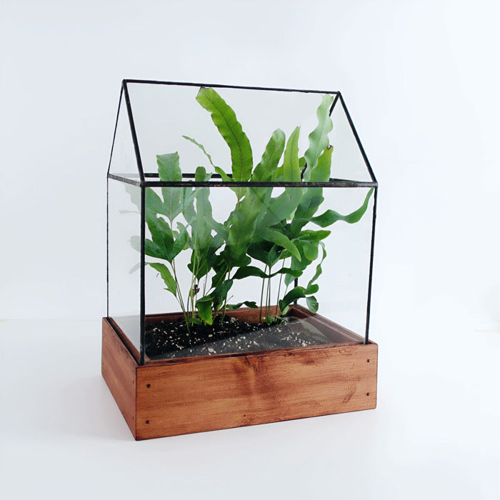 large glass terrarium buying guide