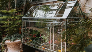 Where can I buy large glass containers for a terrarium like the