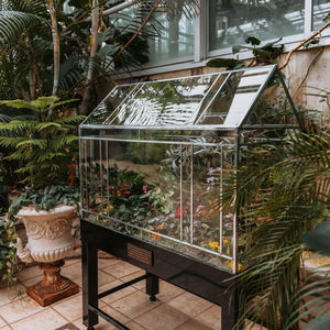 Large custom glass terrarium with terrarium plants