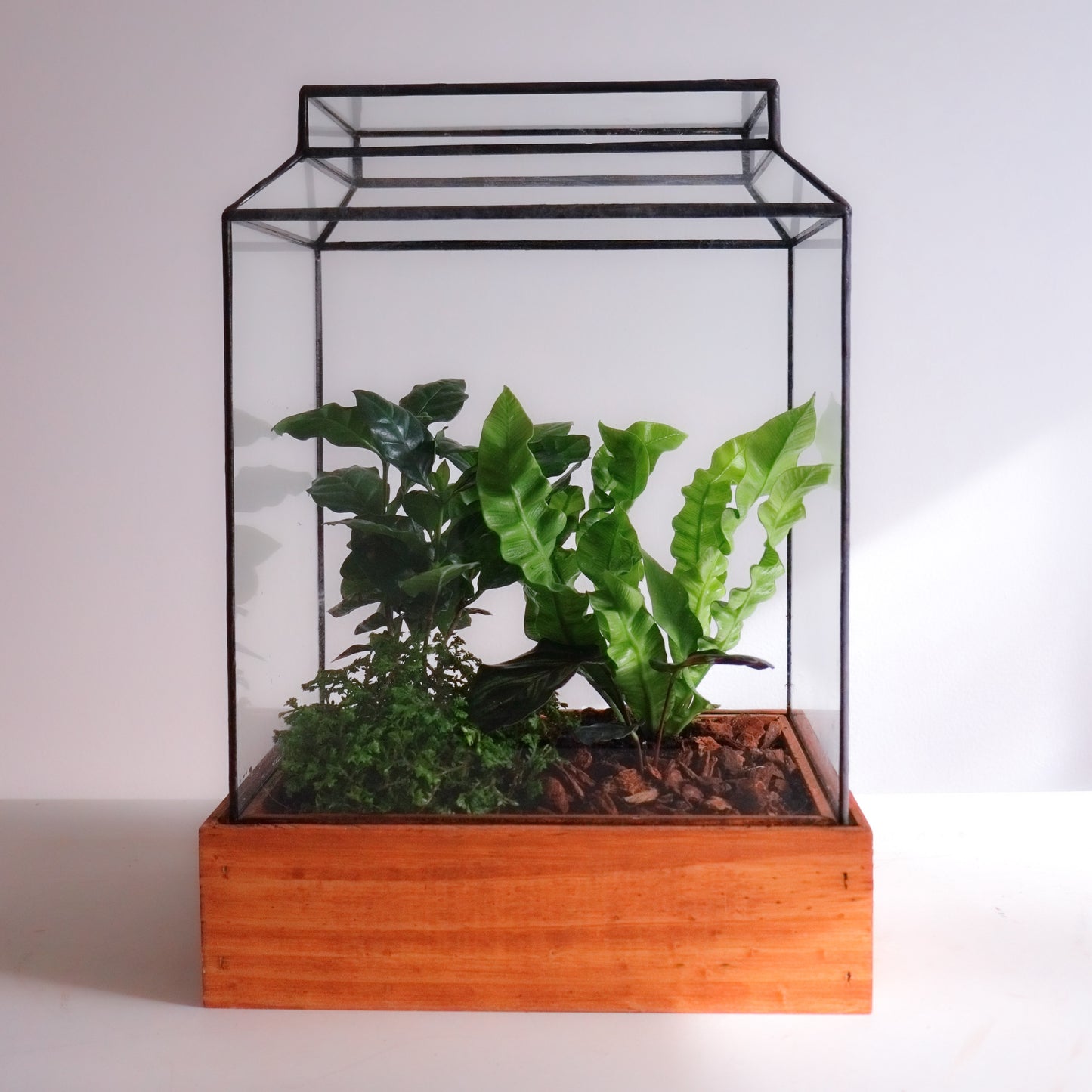 The Ward Terrarium