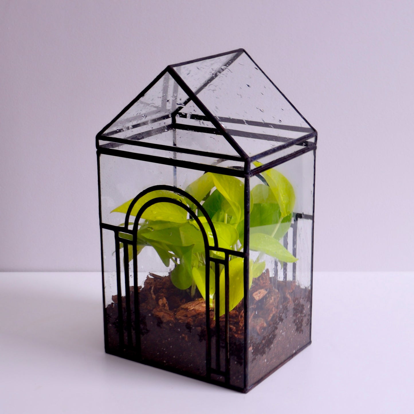 Eastwood Terrarium