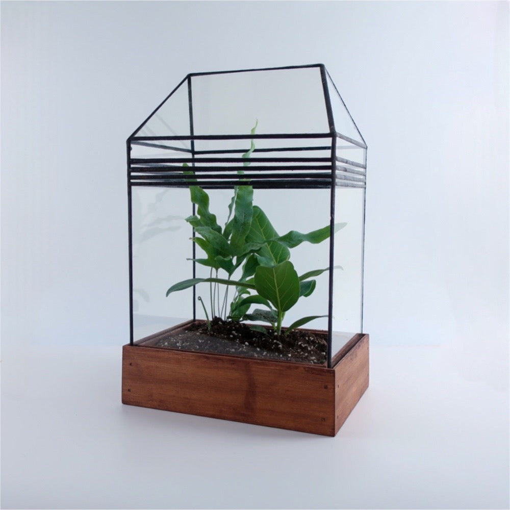 Art Deco Glass terrarium with houseplants