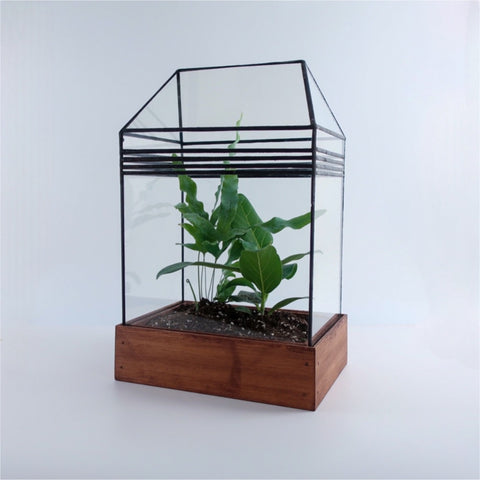 Art Deco Glass terrarium with houseplants