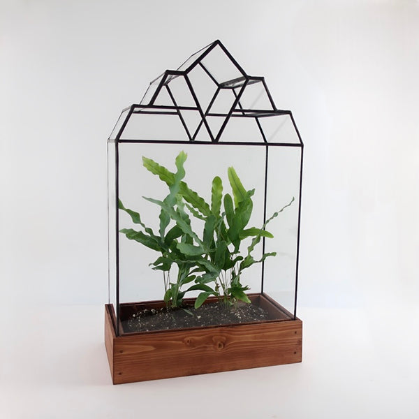 The Mendel Terrarium