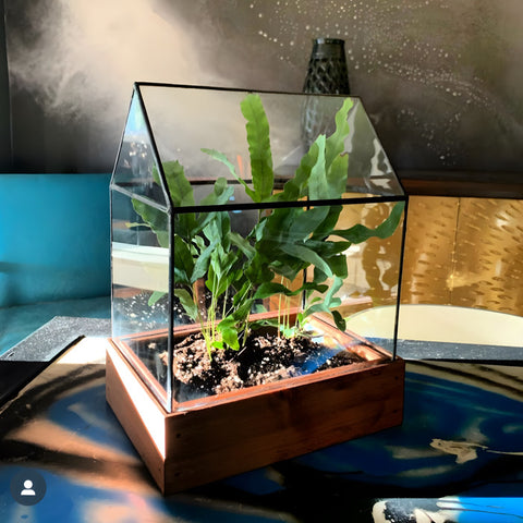 Arber Terrarium