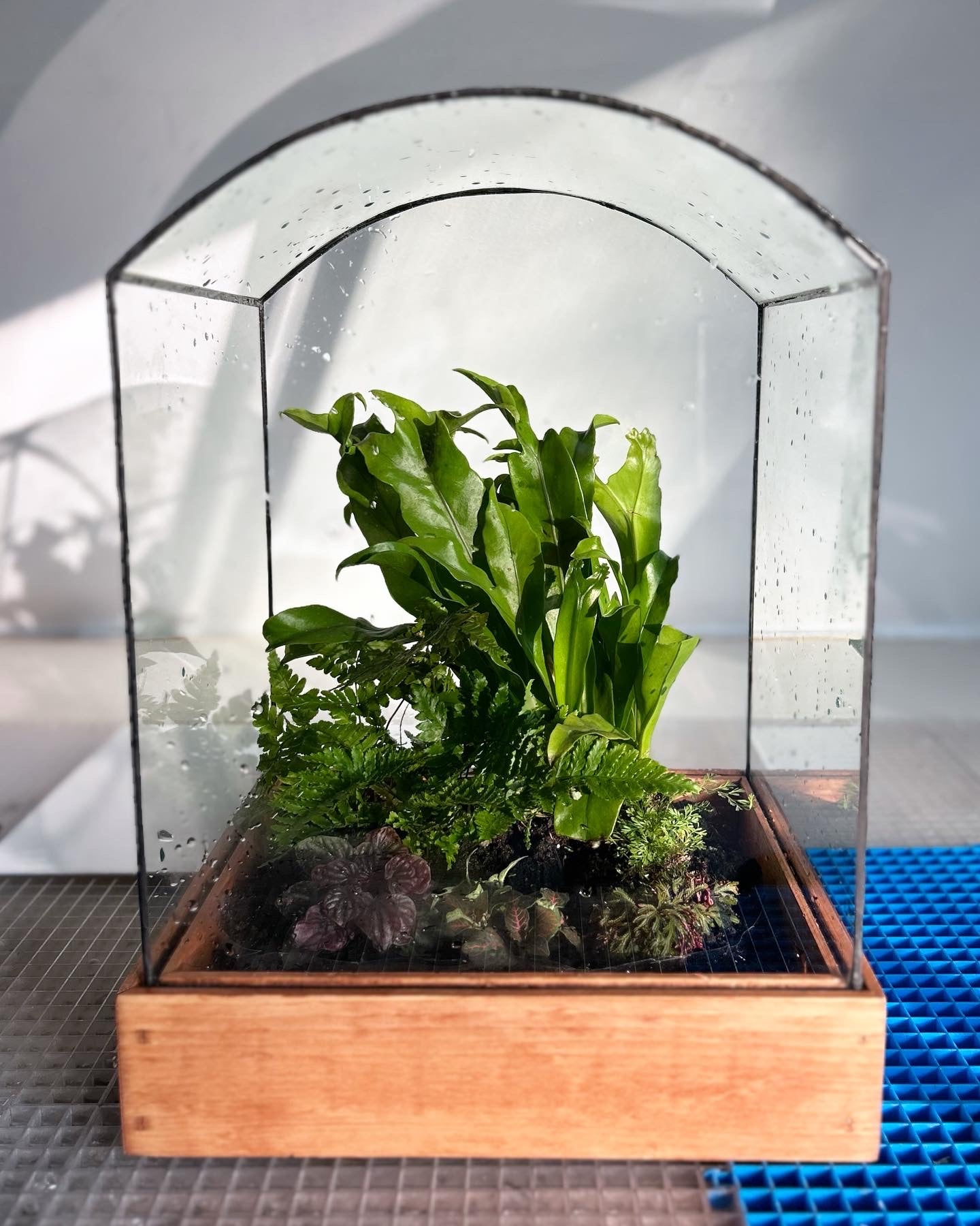 Curved glass terrarium with plants