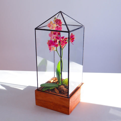 Tower Terrarium made of glass and planted with a colorful orchid.
