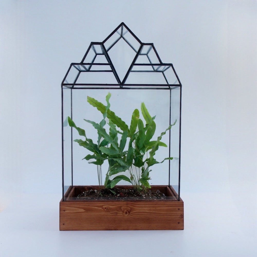 The Mendel Terrarium