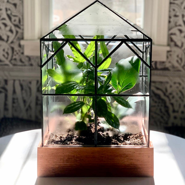 Esau Terrarium