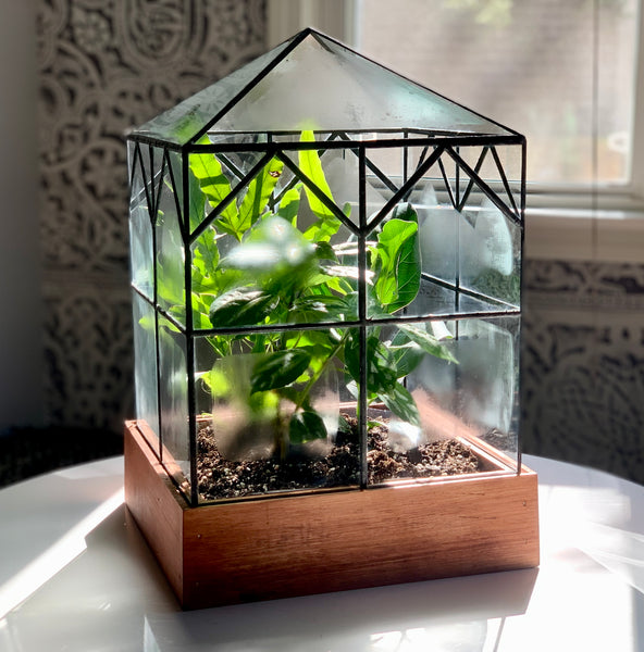 Esau Terrarium