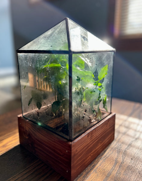 Dorman Terrarium