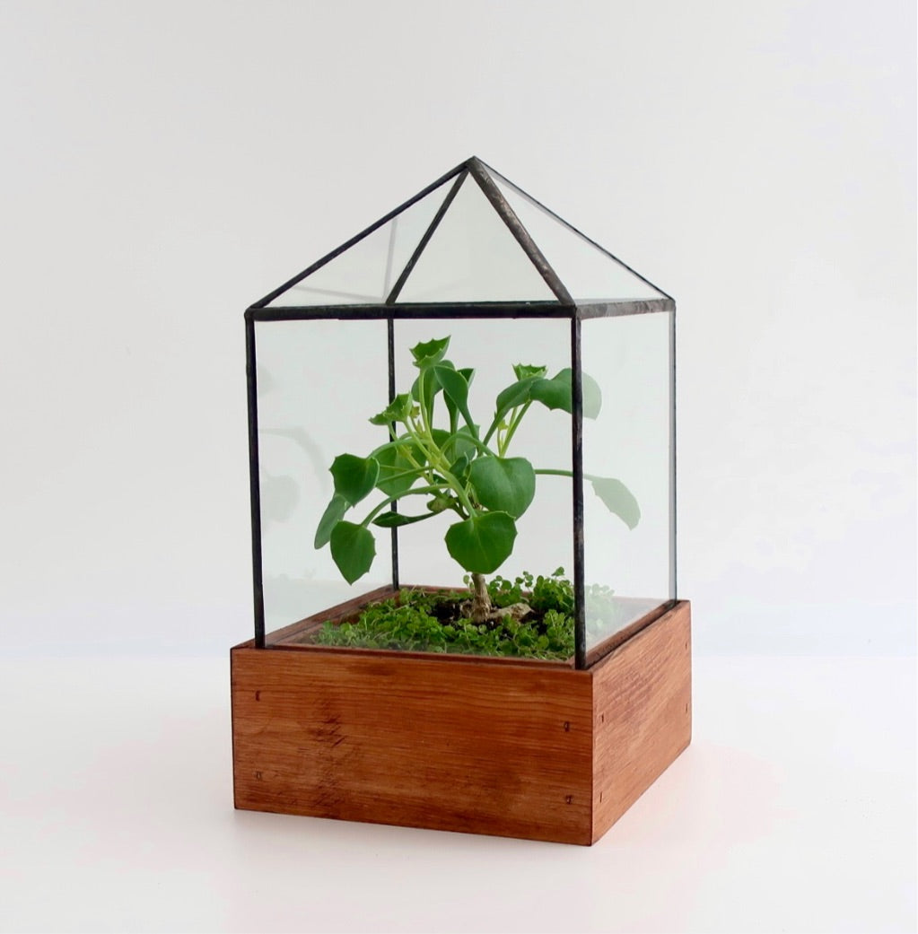 Dorman Terrarium.