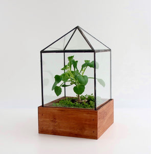 Dorman Terrarium.