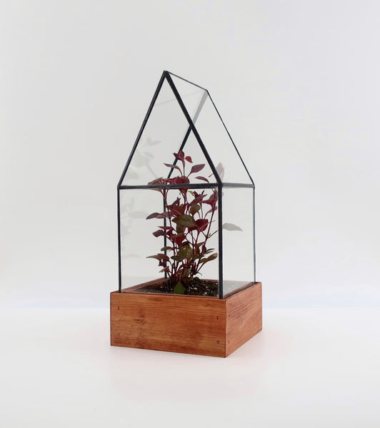 Small Terrarium Cape Cod.