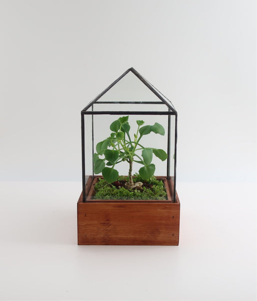 Dorman Terrarium.