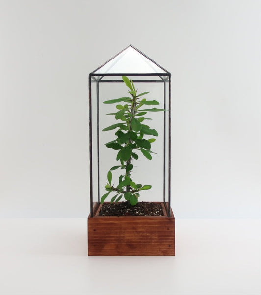 Tower Terrarium.