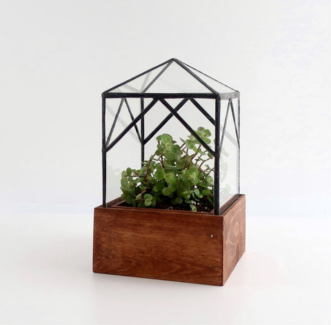 The Ellis Trap Terrarium.