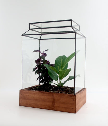 The Ward Terrarium.