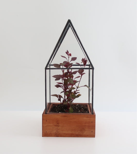 Small Terrarium Cape Cod.